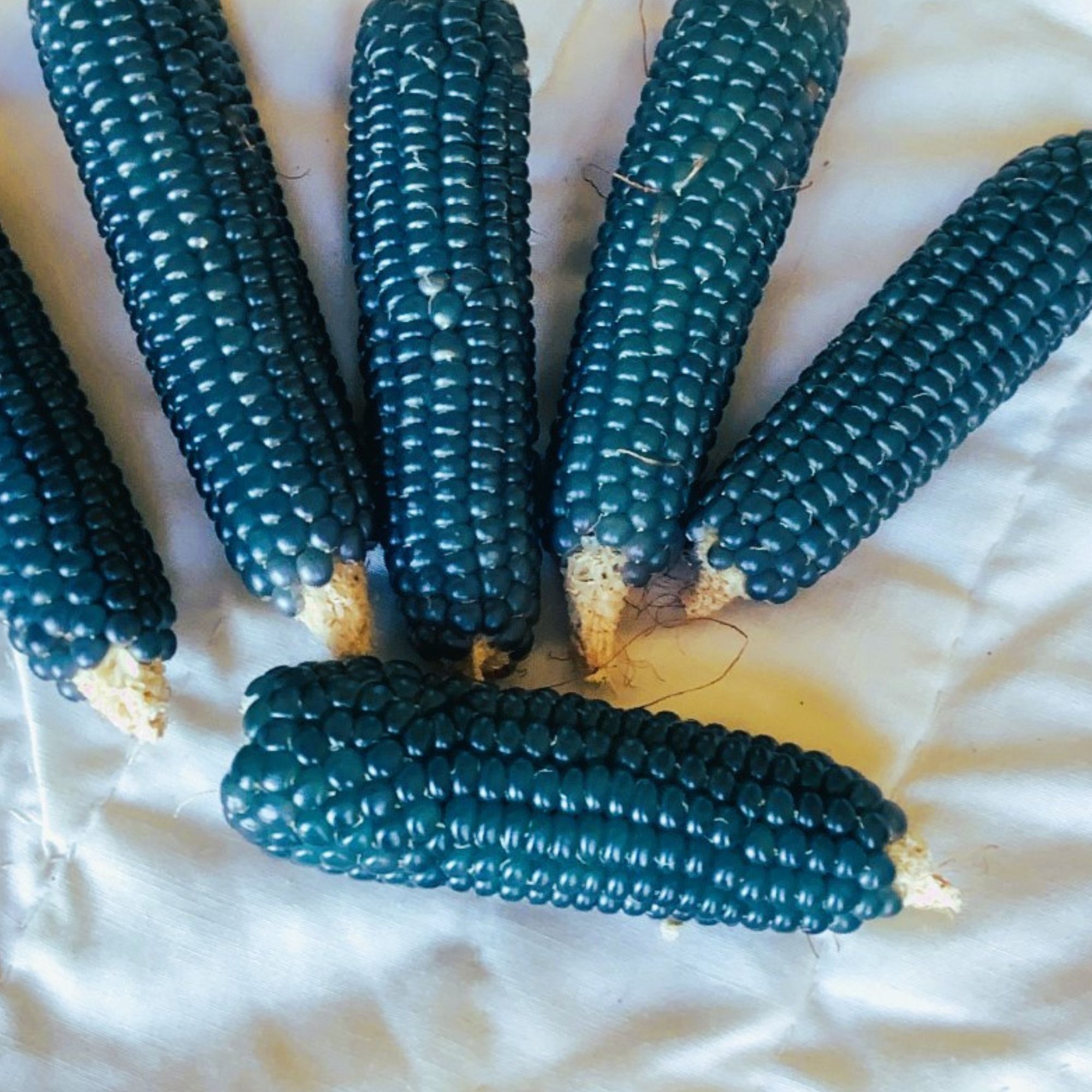Miniature Blue Popcorn Corn Seeds for Planting - 5 Lb ~28,000 Seeds - Garden, Gardening
